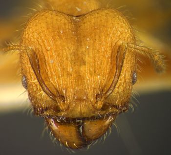 Media type: image;   Entomology 34162 Aspect: head frontal view